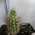 Echinocereus viridiflorus Ліст