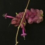 Ipomoea heptaphylla Çiçek