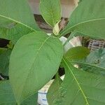 Solanum mauritianum Blad