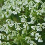 Conium maculatum Flower