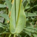 Bupleurum longifolium Leaf