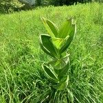 Veratrum album Frunză