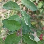 Lonicera maackii Feuille