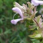 Salvia canariensis Λουλούδι