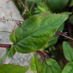 Epilobium montanum Φύλλο