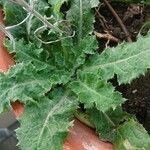 Sonchus asper Leaf