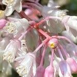 Staphylea trifolia 花