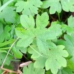 Bowlesia incana Leaf