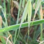 Avena barbata Fruit