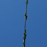 Setaria austrocaledonica