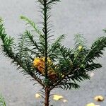 Taxus canadensis 葉