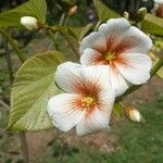 Vernicia fordii Flower