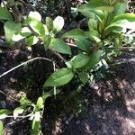 Ligustrum japonicum 葉