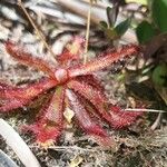 Drosera spatulata Leht