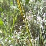 Stipa pennata Bark