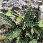 Asplenium ceterach Blad