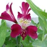 Alstroemeria spp. Кветка