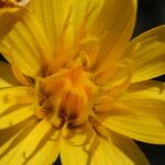 Crepis modocensis Flower