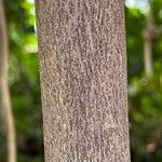 Polyalthia suberosa 樹皮