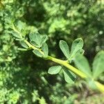 Cytisus arboreus Hoja
