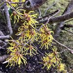 Hamamelis mollis Staniste