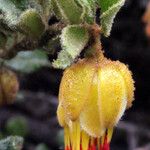 Darwinia virescens Hoja