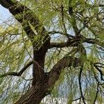 Salix × pendulina Bark