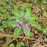 Cardamine pentaphyllos Květ