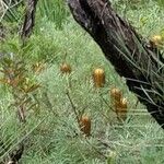 Banksia spinulosa Συνήθη χαρακτηριστικά