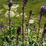 Lactuca alpina Hábito