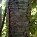 Prunus insititia Bark