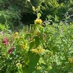 Phlomis russeliana Хабит