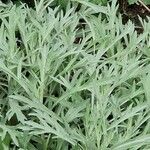 Artemisia ludoviciana ശീലം