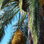 Phoenix canariensis Fruit