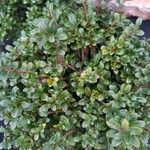 Ilex crenata 葉