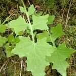 Lactuca muralis Feuille