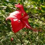 Hibiscus schizopetalusBlomst