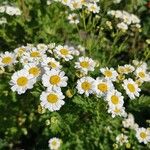 Tanacetum partheniumLorea