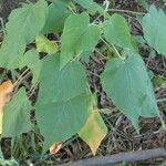 Croton urucurana Blad