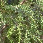 Juniperus drupacea Deilen