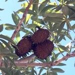 Sterculia murex Fruit