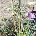 Pulsatilla montana Blad