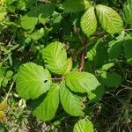 Rubus albiflorus Levél