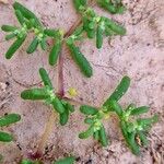 Zygophyllum simplex Leaf