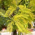 Acacia dealbata Folha