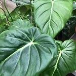 Philodendron gloriosum Fuelha