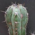 Pilosocereus glaucochrous Blad