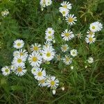 Erigeron strigosusFlower