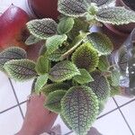 Pilea mollis Frunză