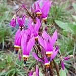 Primula pauciflora Kvet